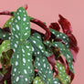 Begonia Maculata Wightii