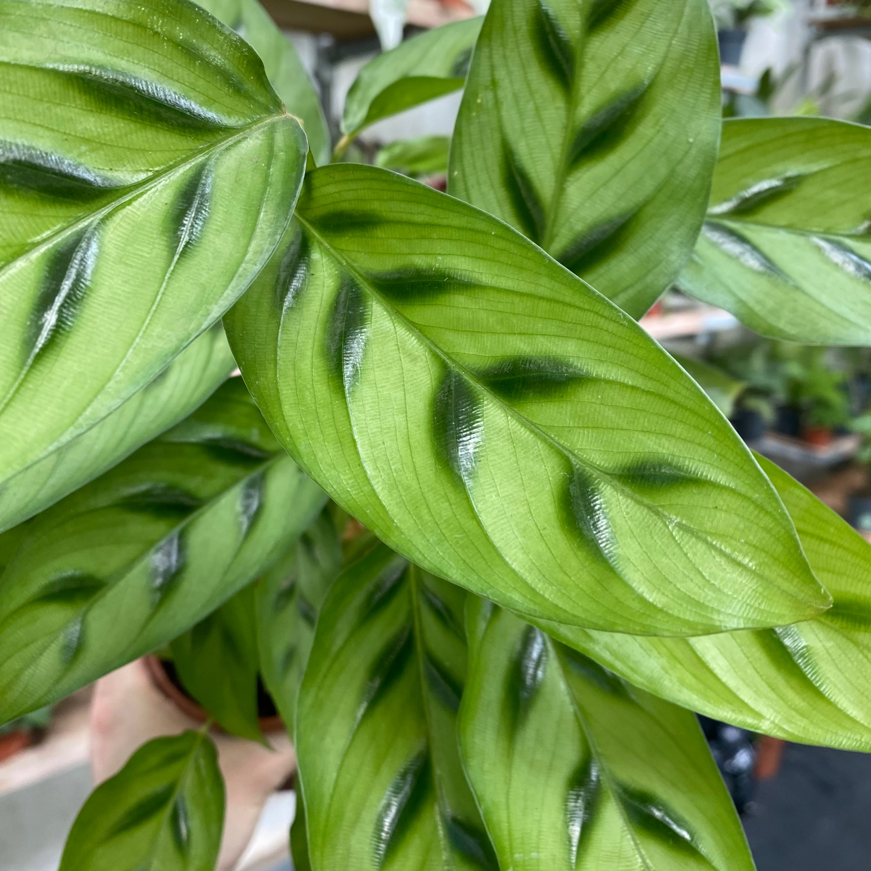 calathea_leopardina00003.heic