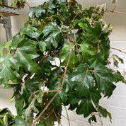 Cissus Rhombifolia