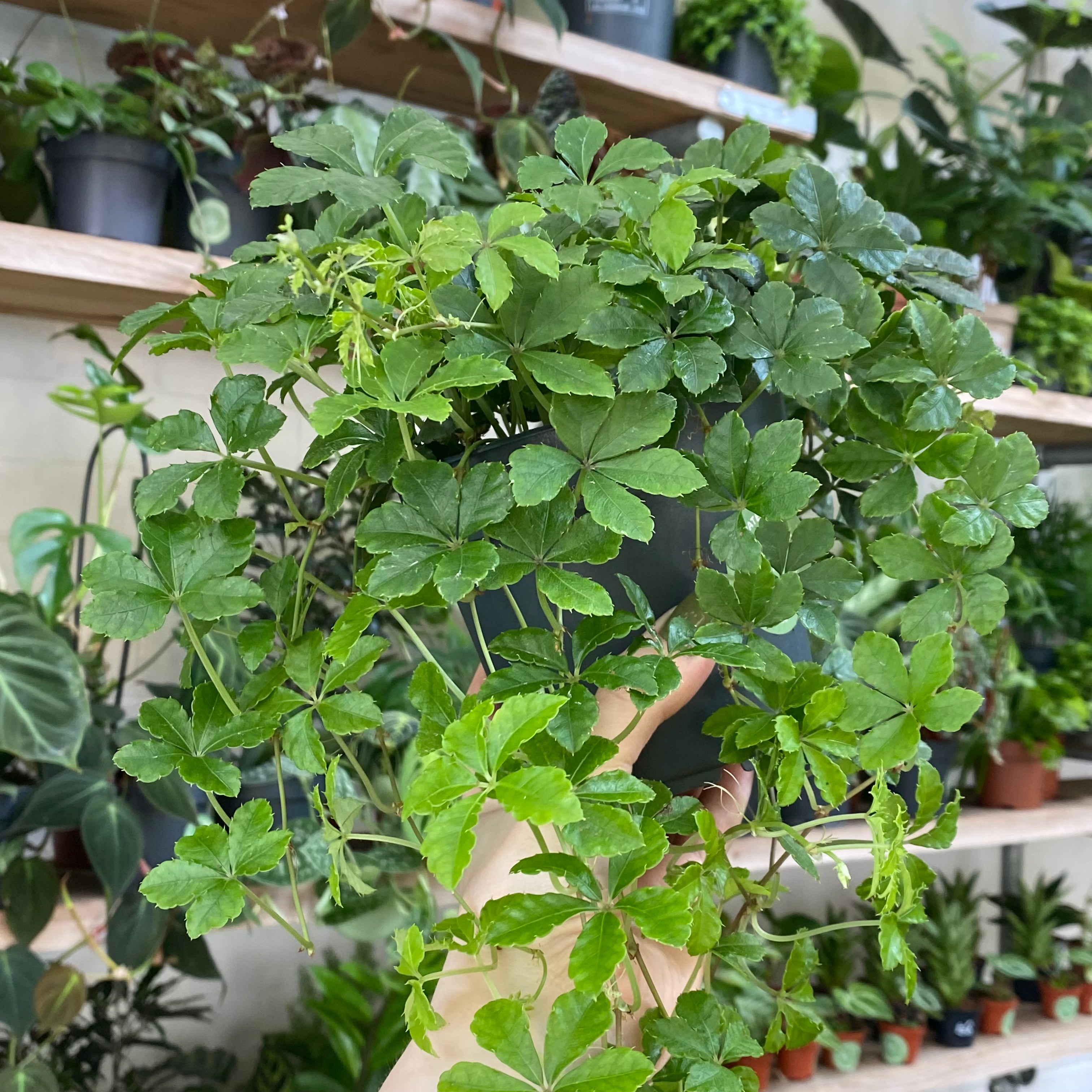 cissus indoor plant Cissus Striata
