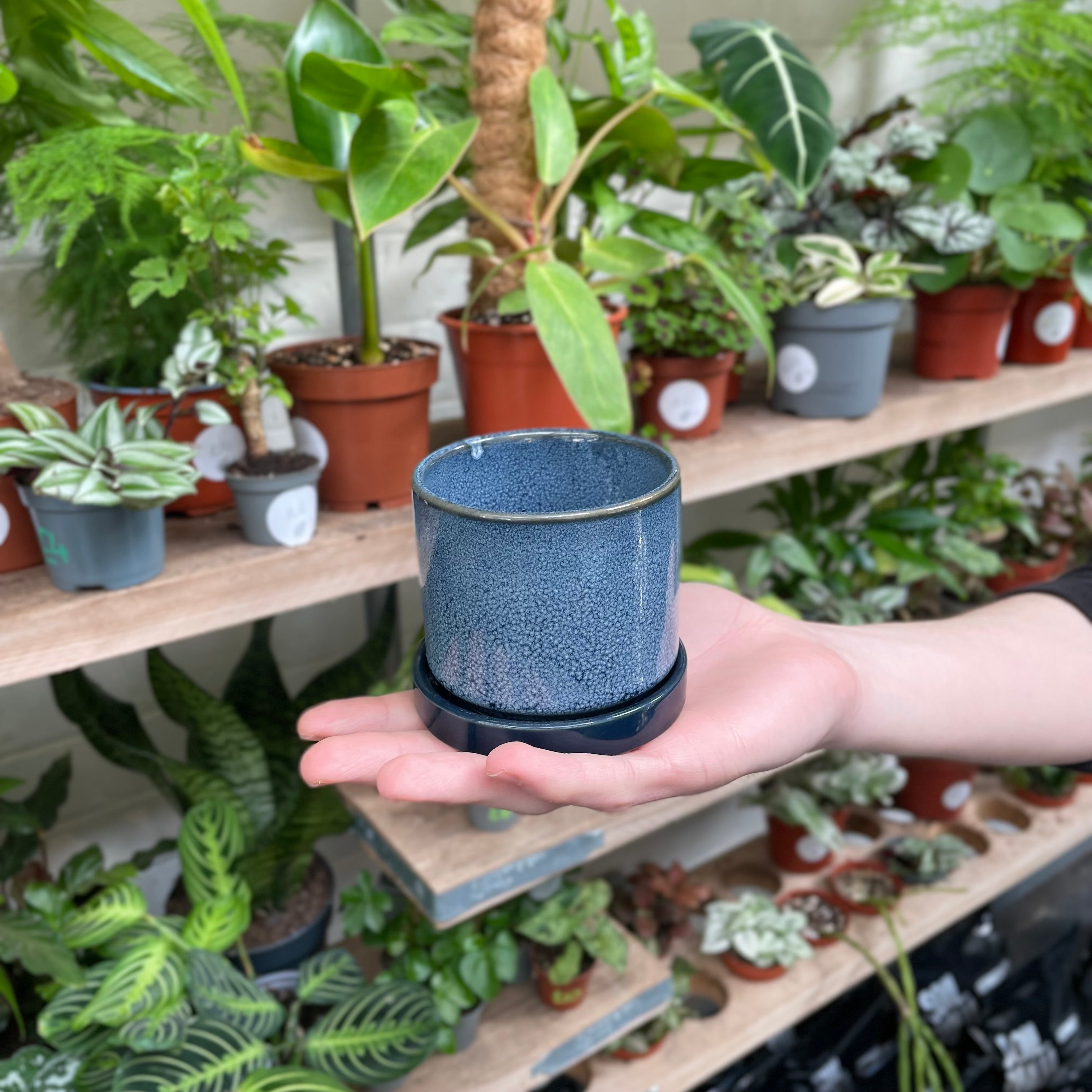 A hand delicately supports a textured navy blue ceramic pot with a glossy finish, complemented by a botanical array of houseplants on a wooden shelf in the background.