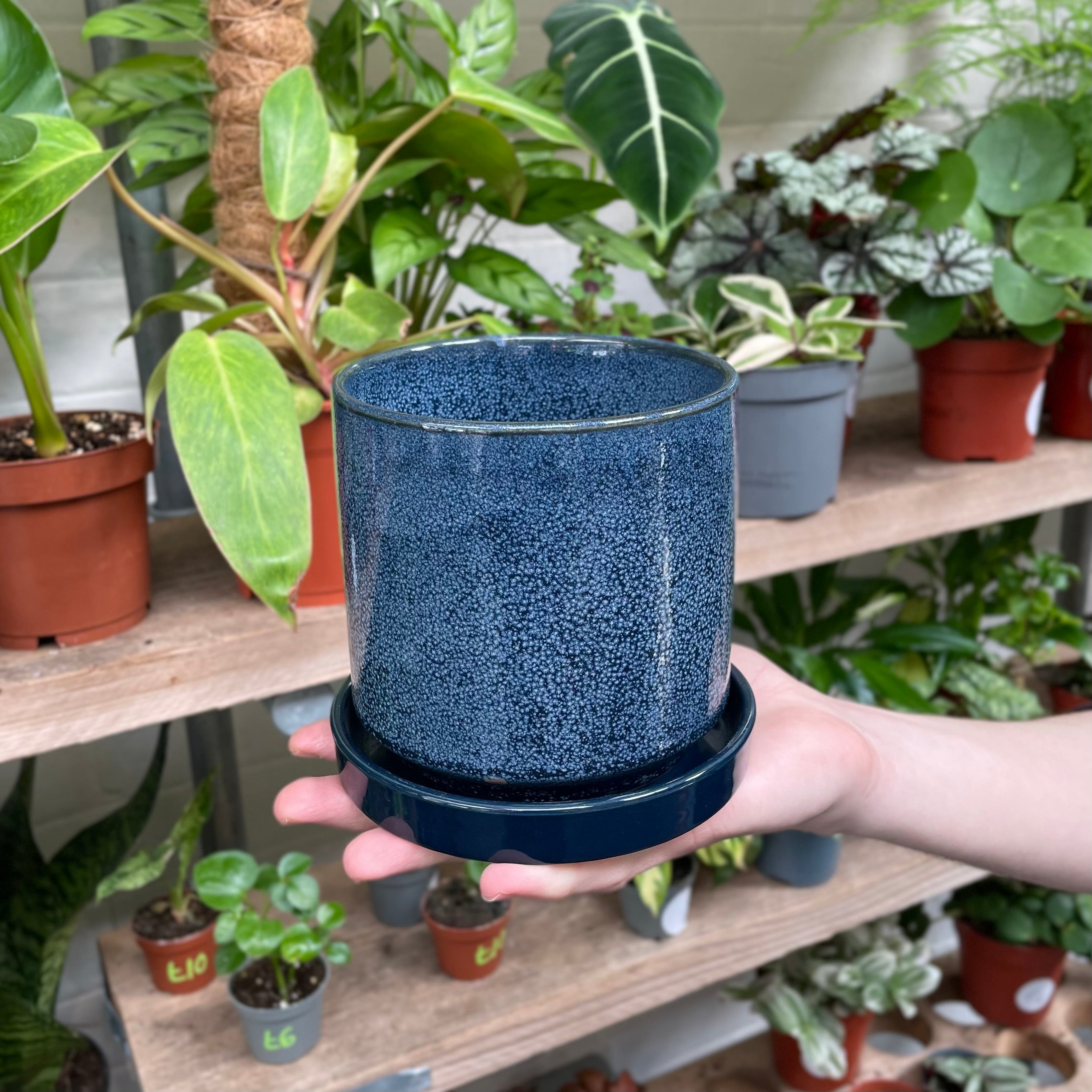 A hand delicately supports a textured navy blue ceramic pot with a glossy finish, complemented by a botanical array of houseplants on a wooden shelf in the background.