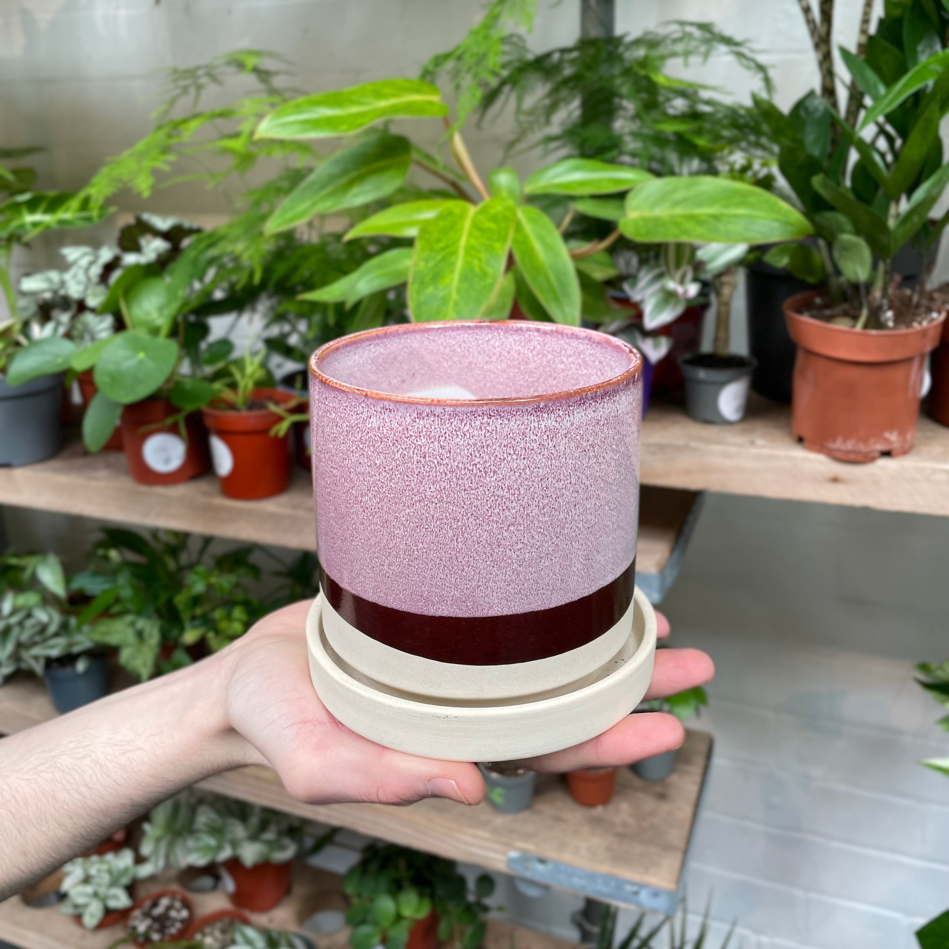 A hand carefully displays a ceramic pot with a smooth gradient from a deep burgundy base to a dusty rose top, encircled by a creamy rim, against a background filled with a variety of potted indoor plants.