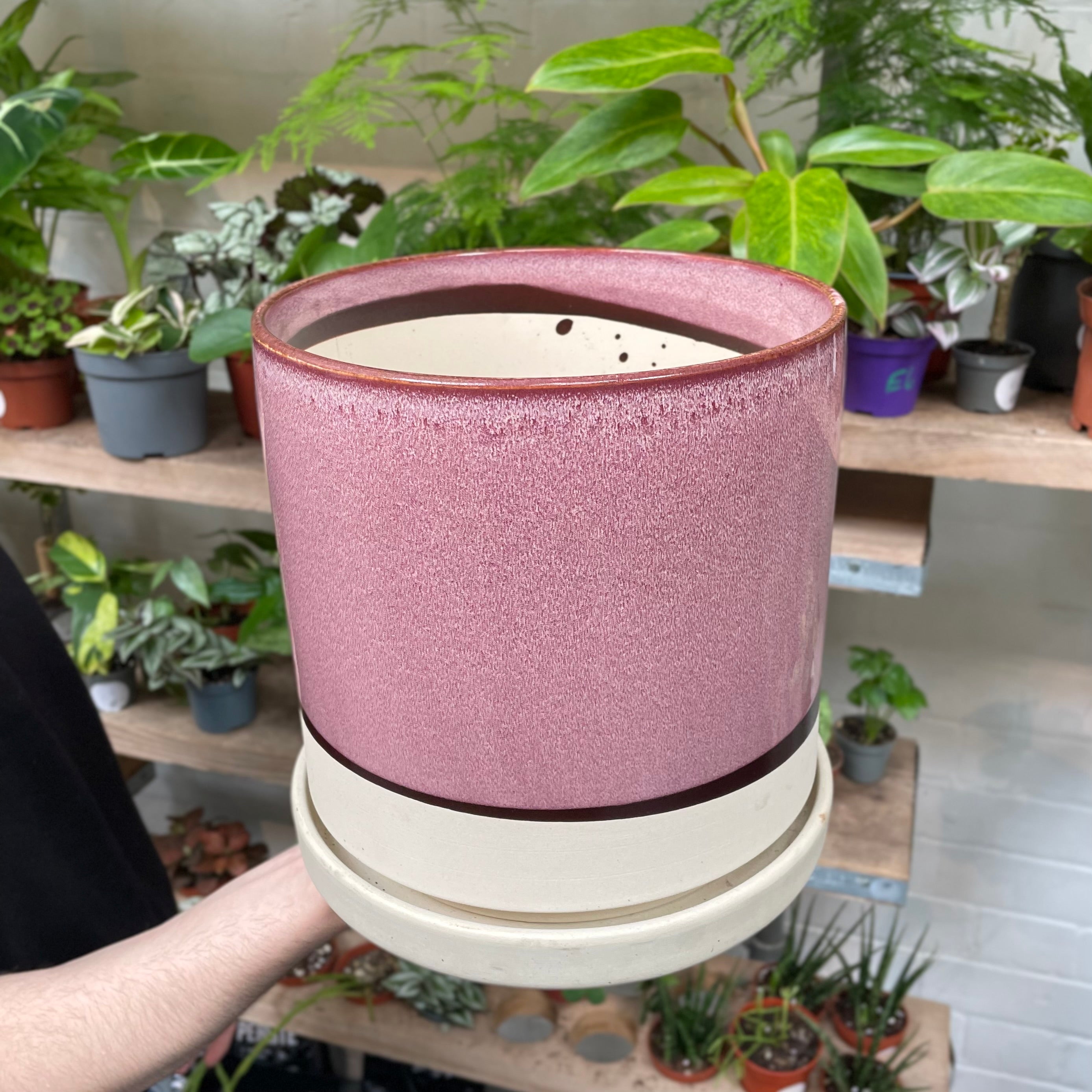 A hand carefully displays a ceramic pot with a smooth gradient from a deep burgundy base to a dusty rose top, encircled by a creamy rim, against a background filled with a variety of potted indoor plants.