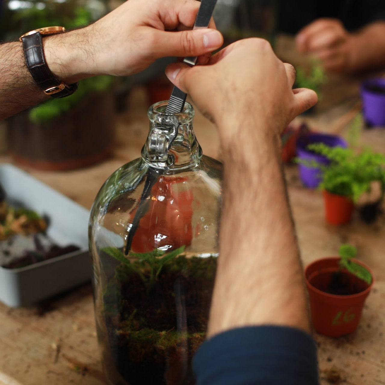 person building a demijohn terrarium