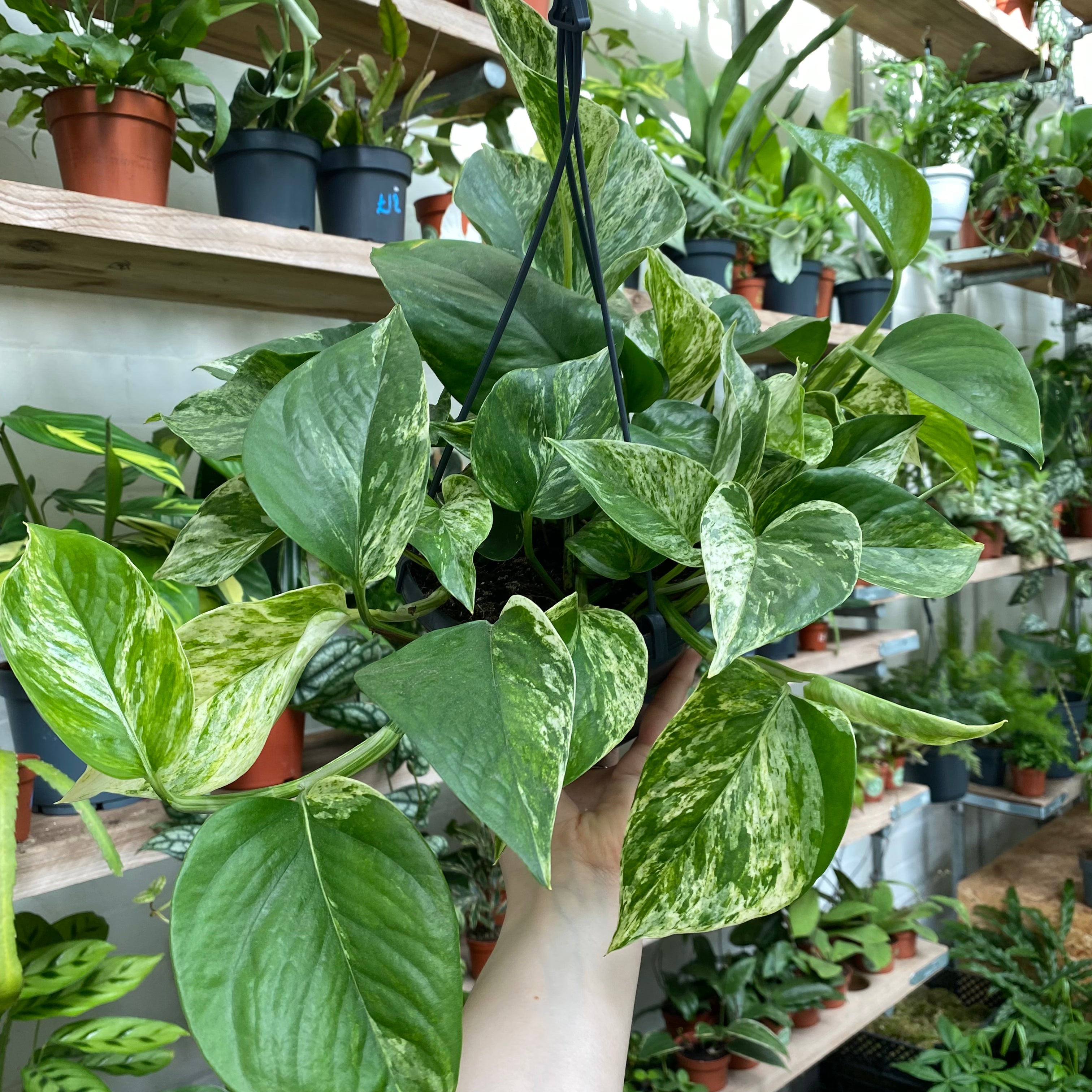 Epipremnum Aureum 'Marble Queen'
