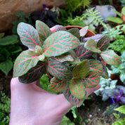 Fittonia Albivenis