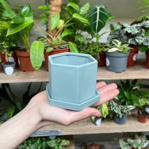 A hand gently supports a hexagonal pale blue ceramic pot, its modern geometric design standing out against the soft greenery of houseplants in the background.