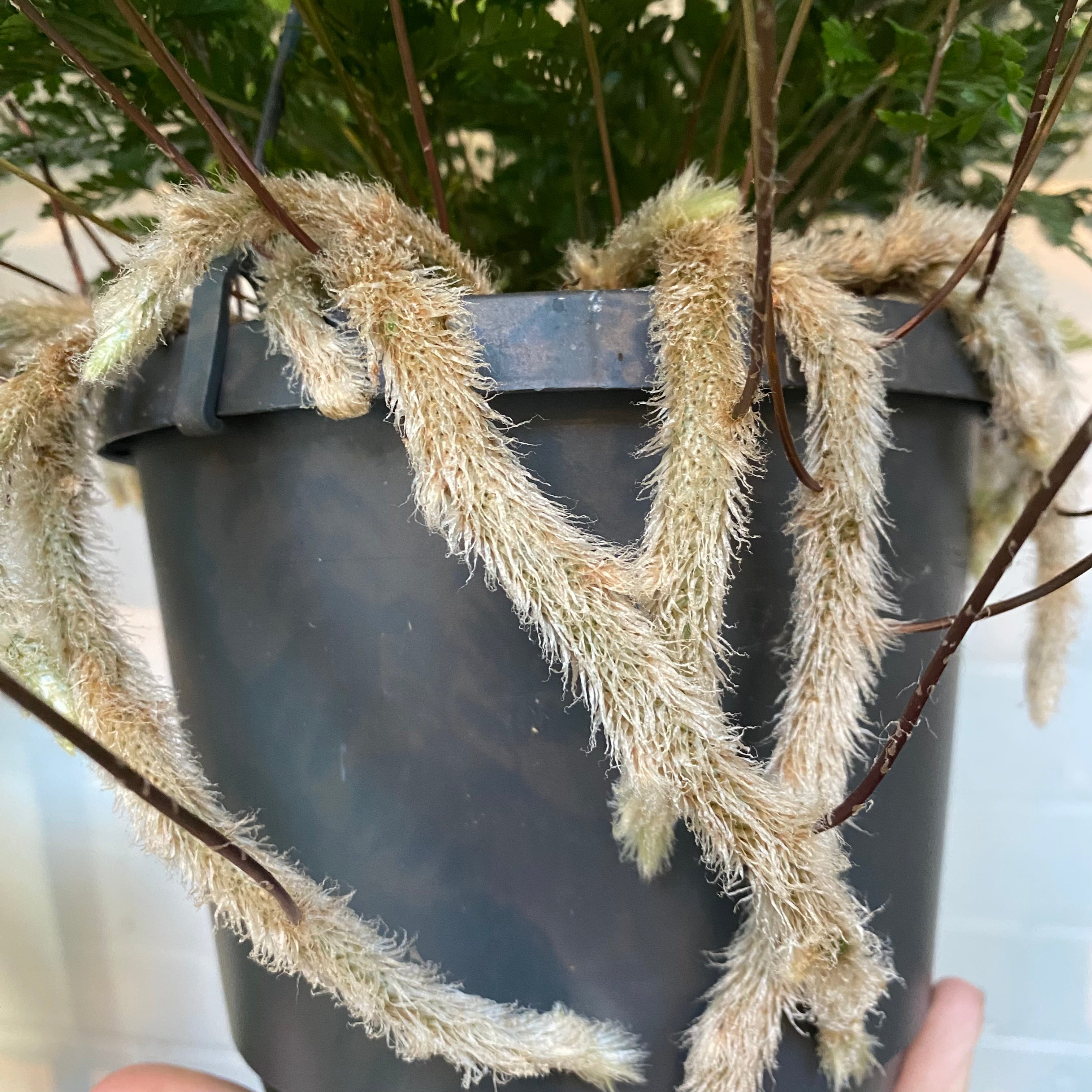 Humata Tyermannii