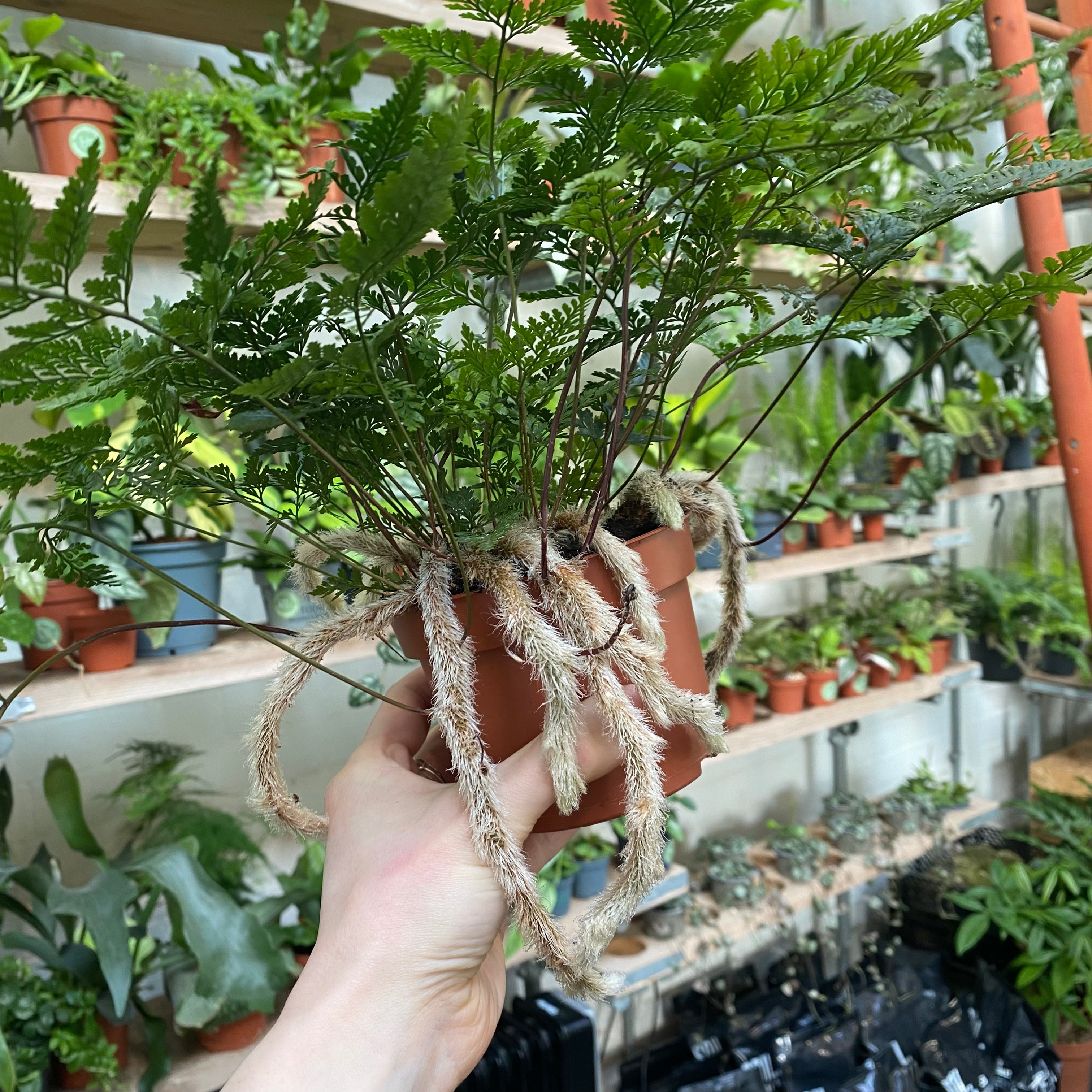 Humata Tyermannii
