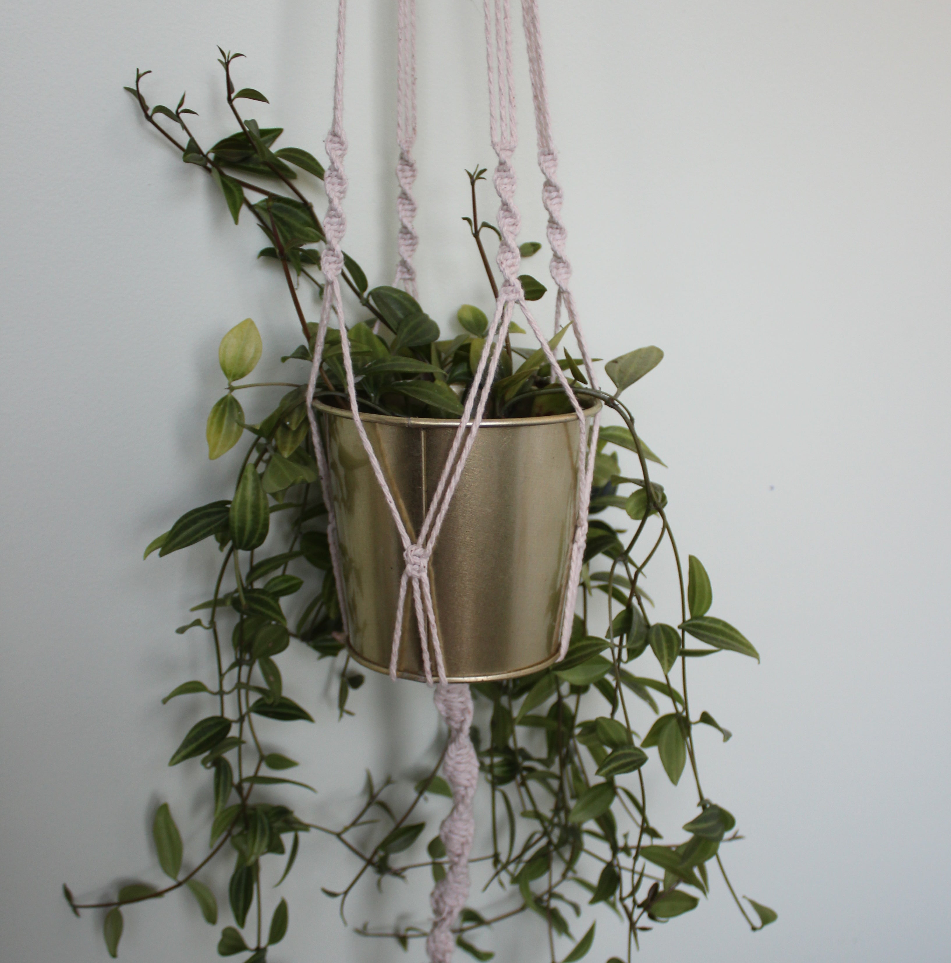 Macrame Plant Hangers Workshop