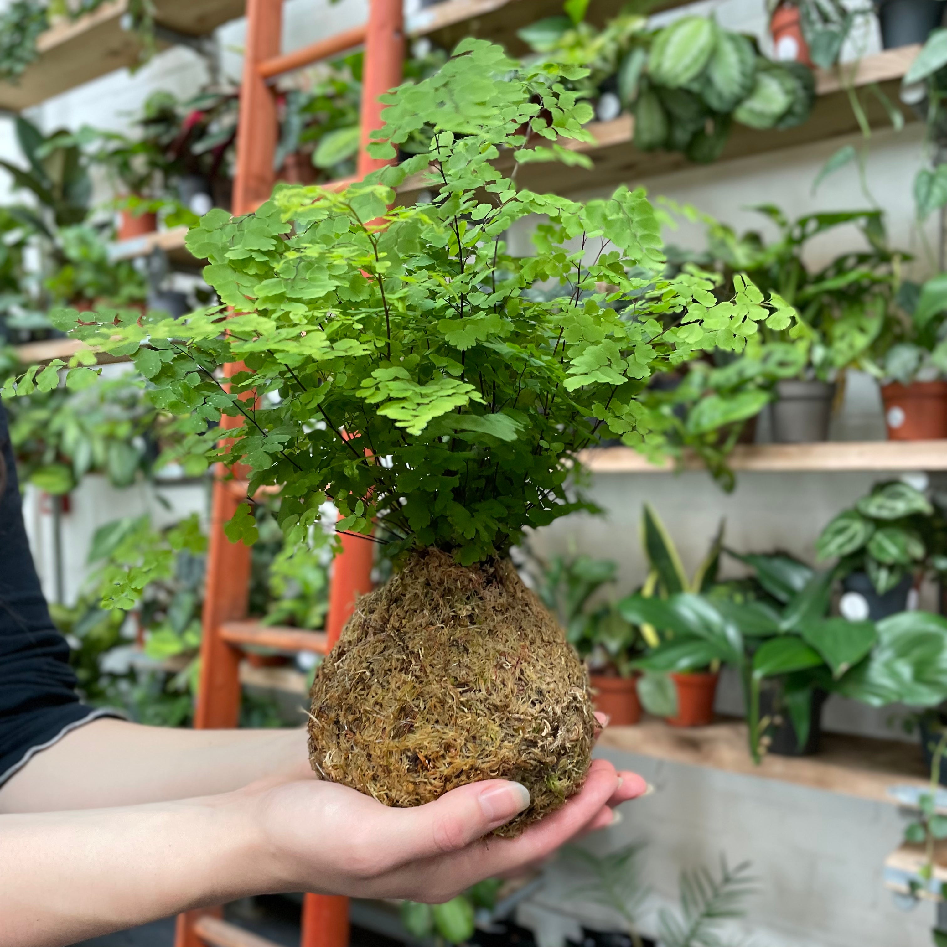 kokedama_in_hands.heic