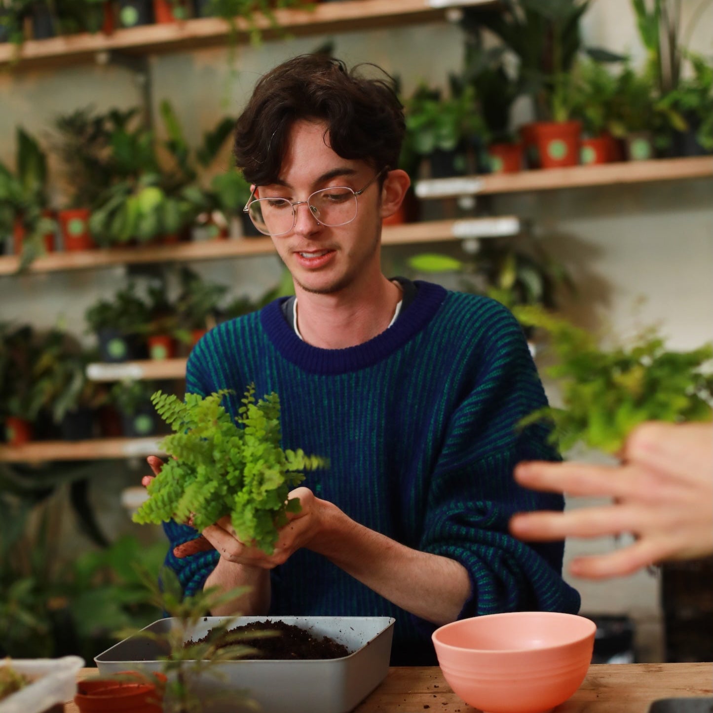 person making a kokedama
