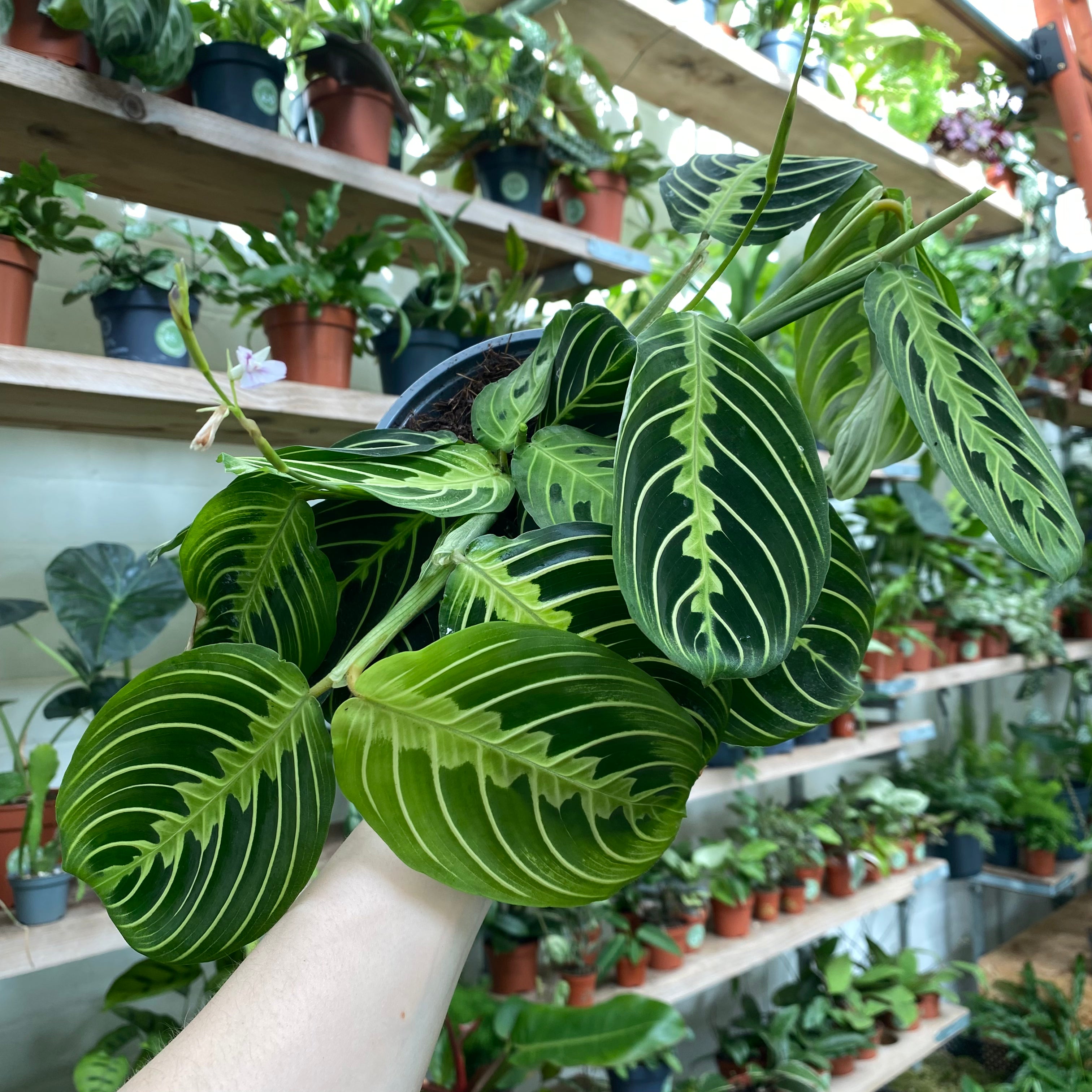 Maranta Leuconeura 'Lemon Lime'