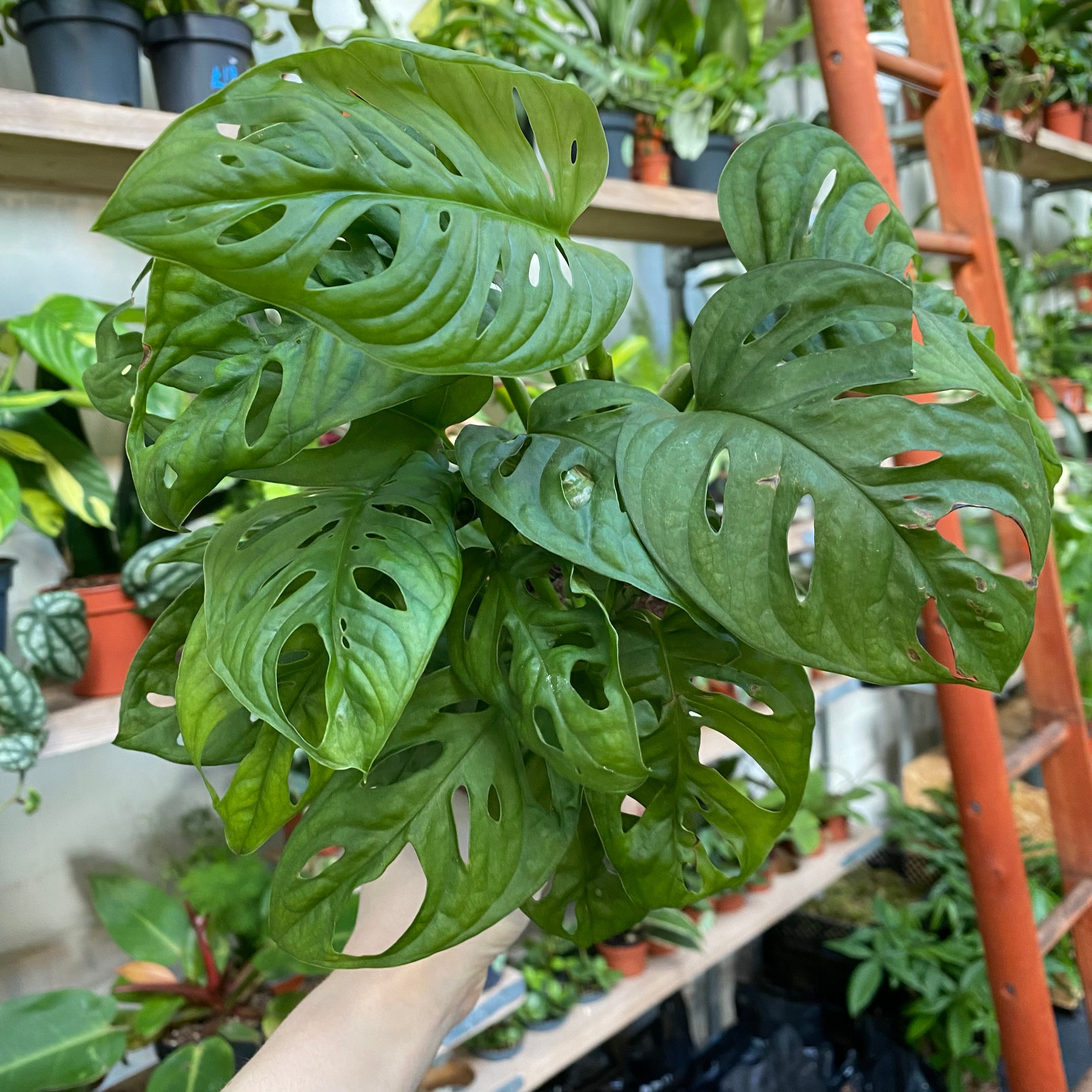 Monstera Adansonii