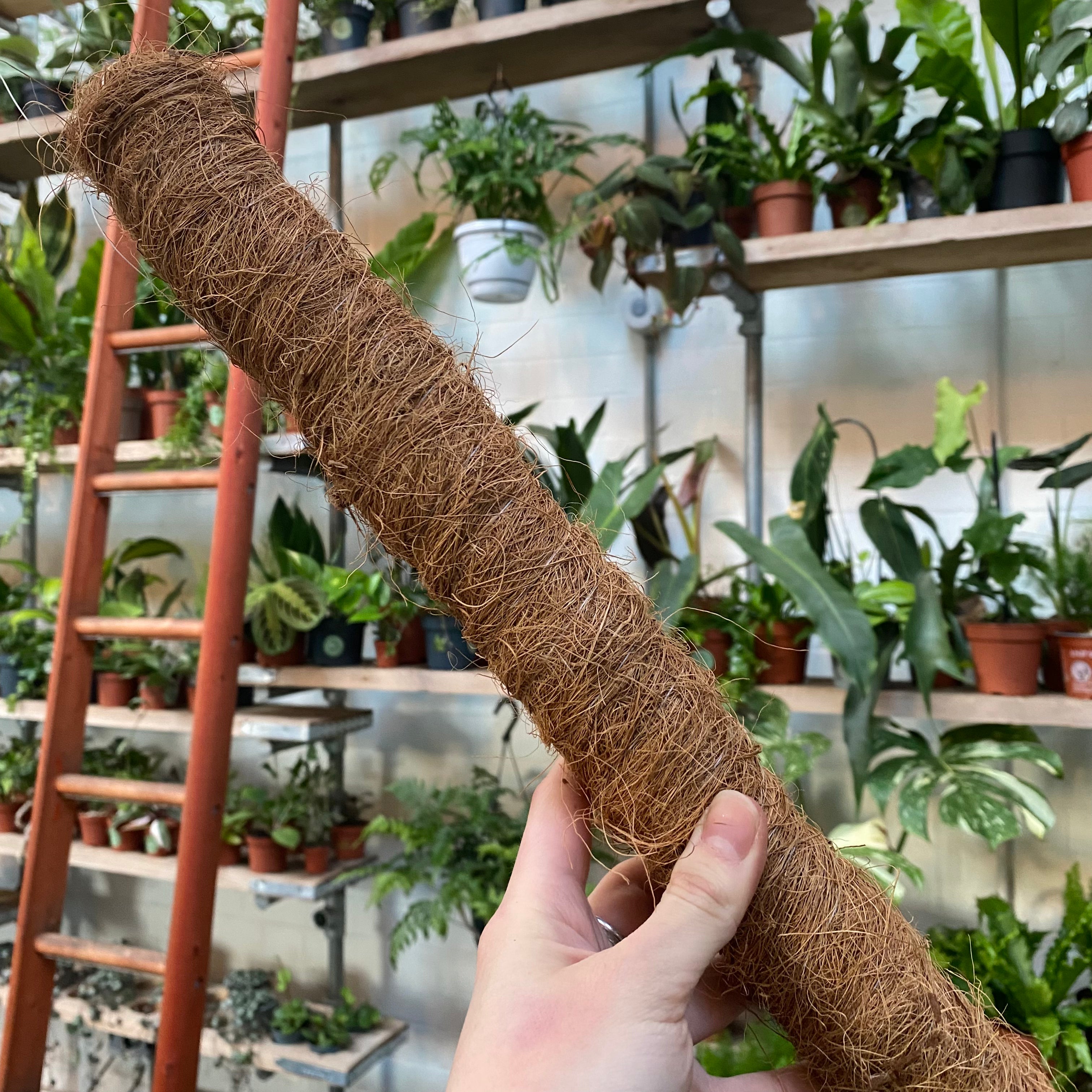 Moss Pole – The Watered Garden