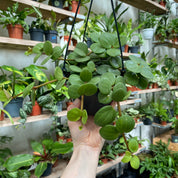 Peperomia Hope