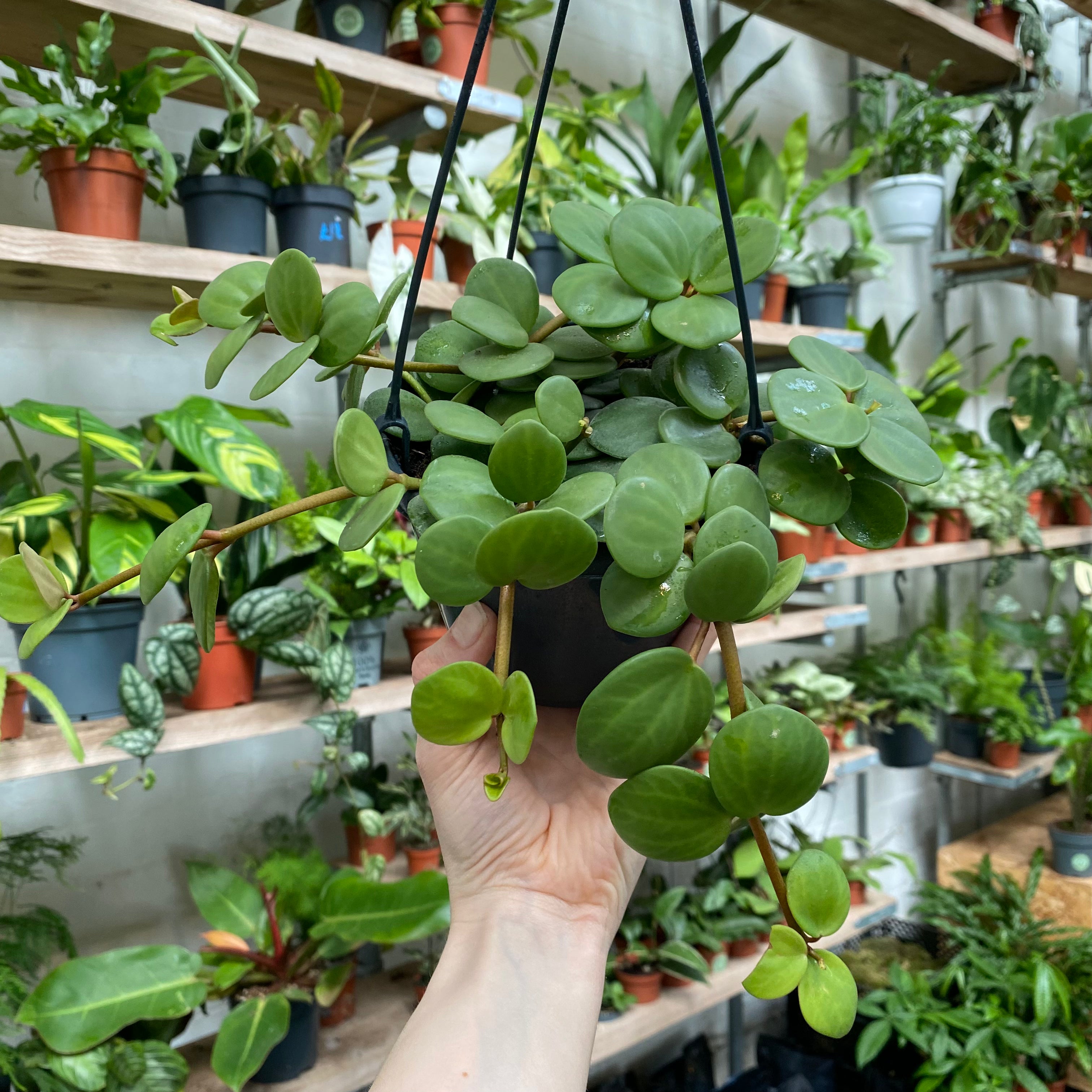 Peperomia Hope