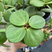 Peperomia Hope