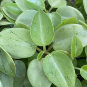Peperomia Pixie ‘Lime’