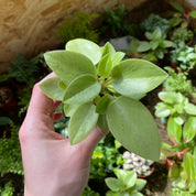 Peperomia Pixie ‘Lime’