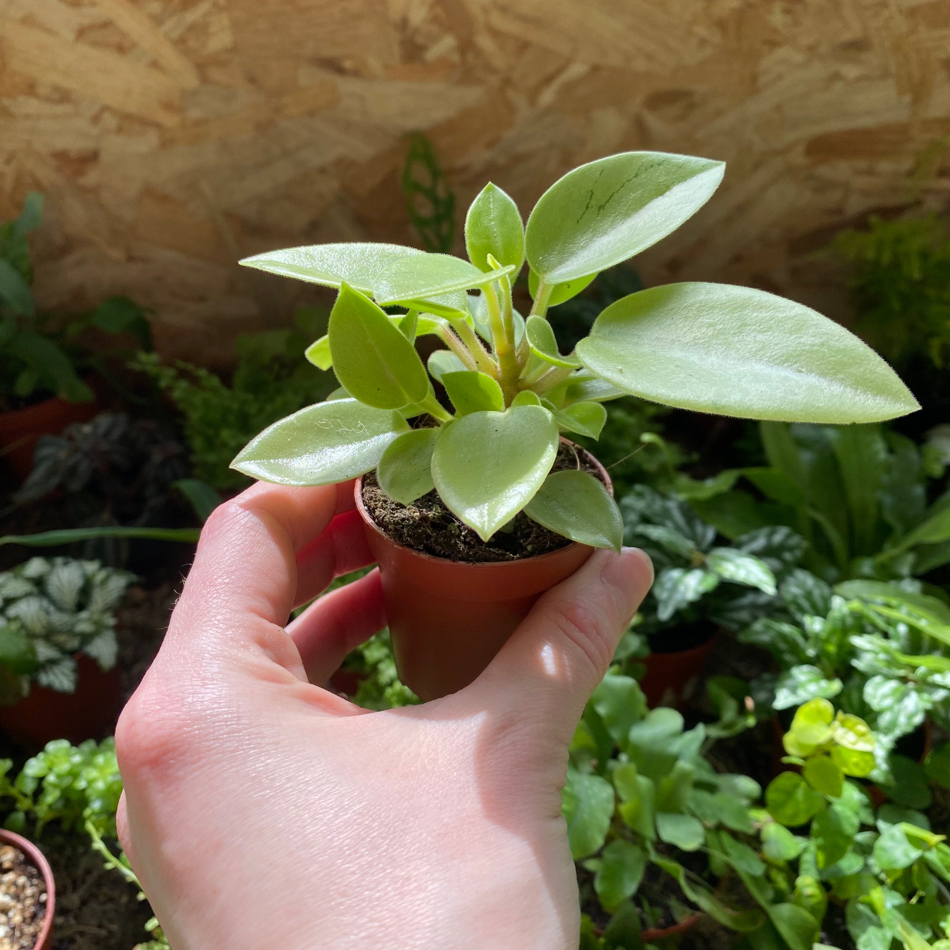 Peperomia Pixie ‘Lime’
