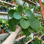 Pilea Peperomioides