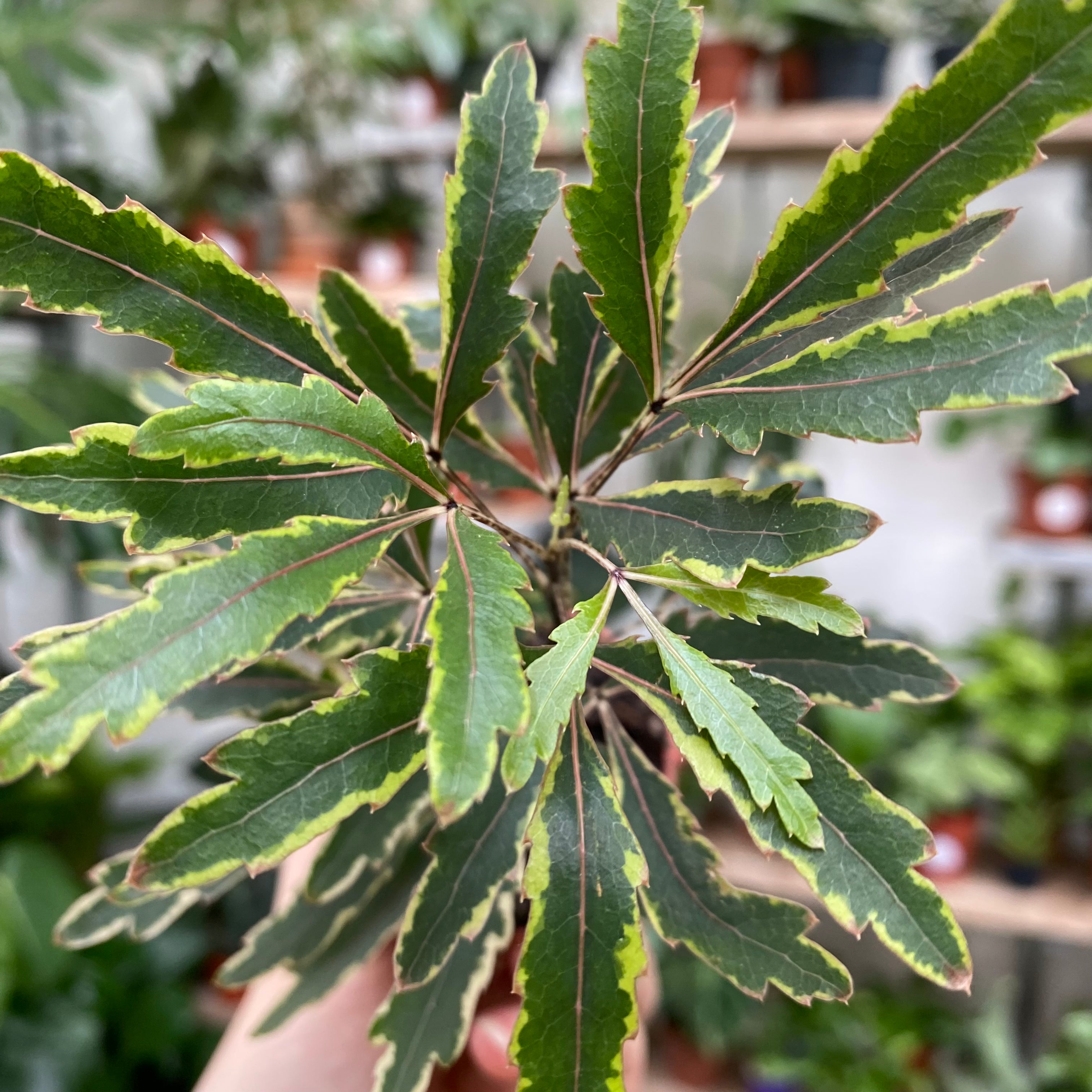 Plerandra Elegantissima 'Bianca'