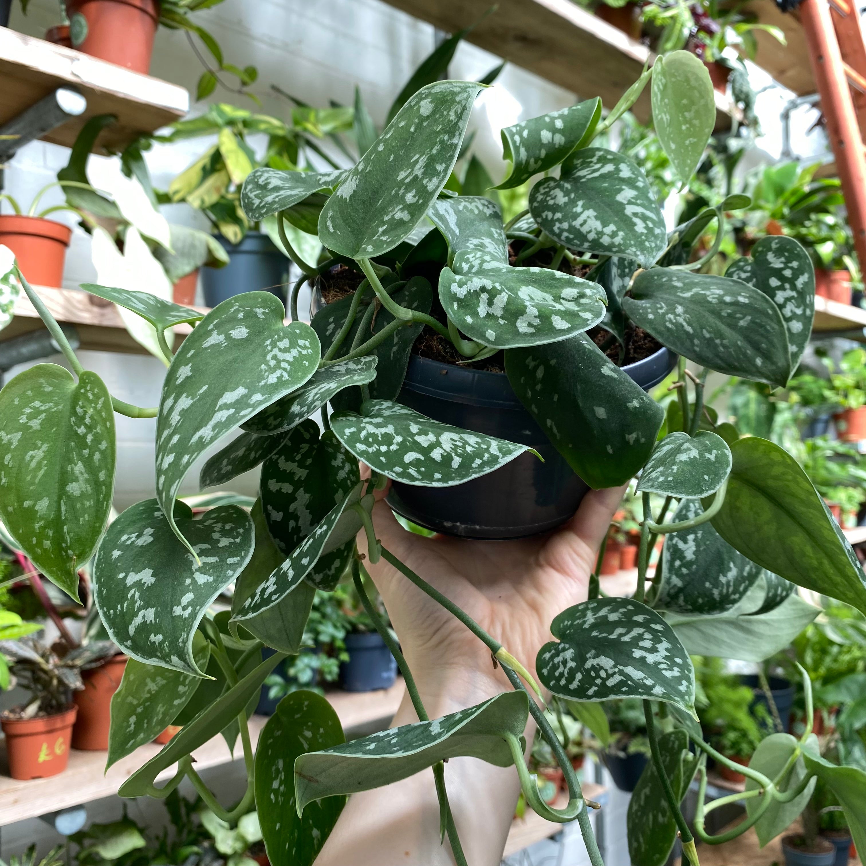 scindapsus bathala(最上級斑) scindapsus bathala scindapsus Scindapsus bathala(最上級斑) shared