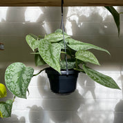 Scindapsus Pictus 'Trebie'