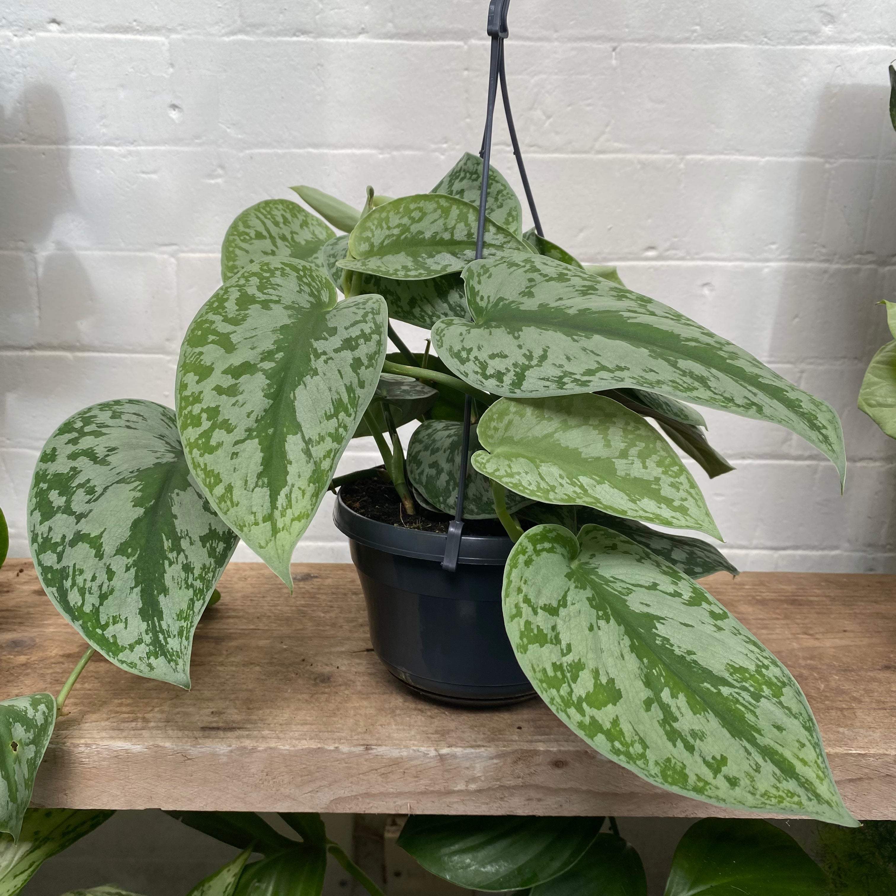 Scindapsus Pictus 'Trebie'