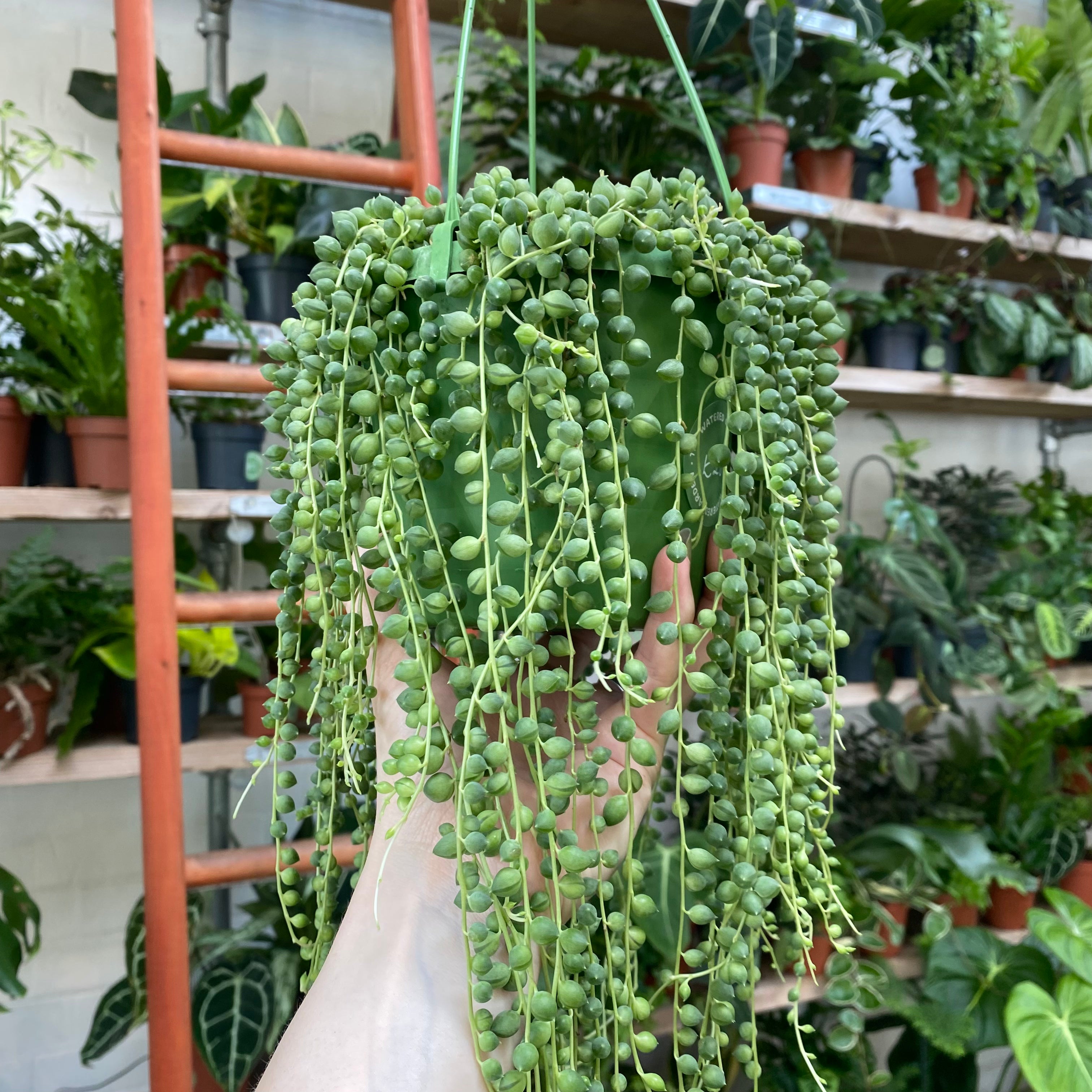 pearls hanging plant Senecio Rowleyanus