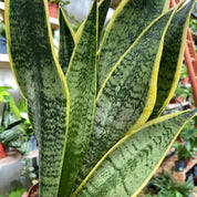 Sansevieria 'Futura Superba'