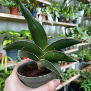 Sansevieria 'Samurai'