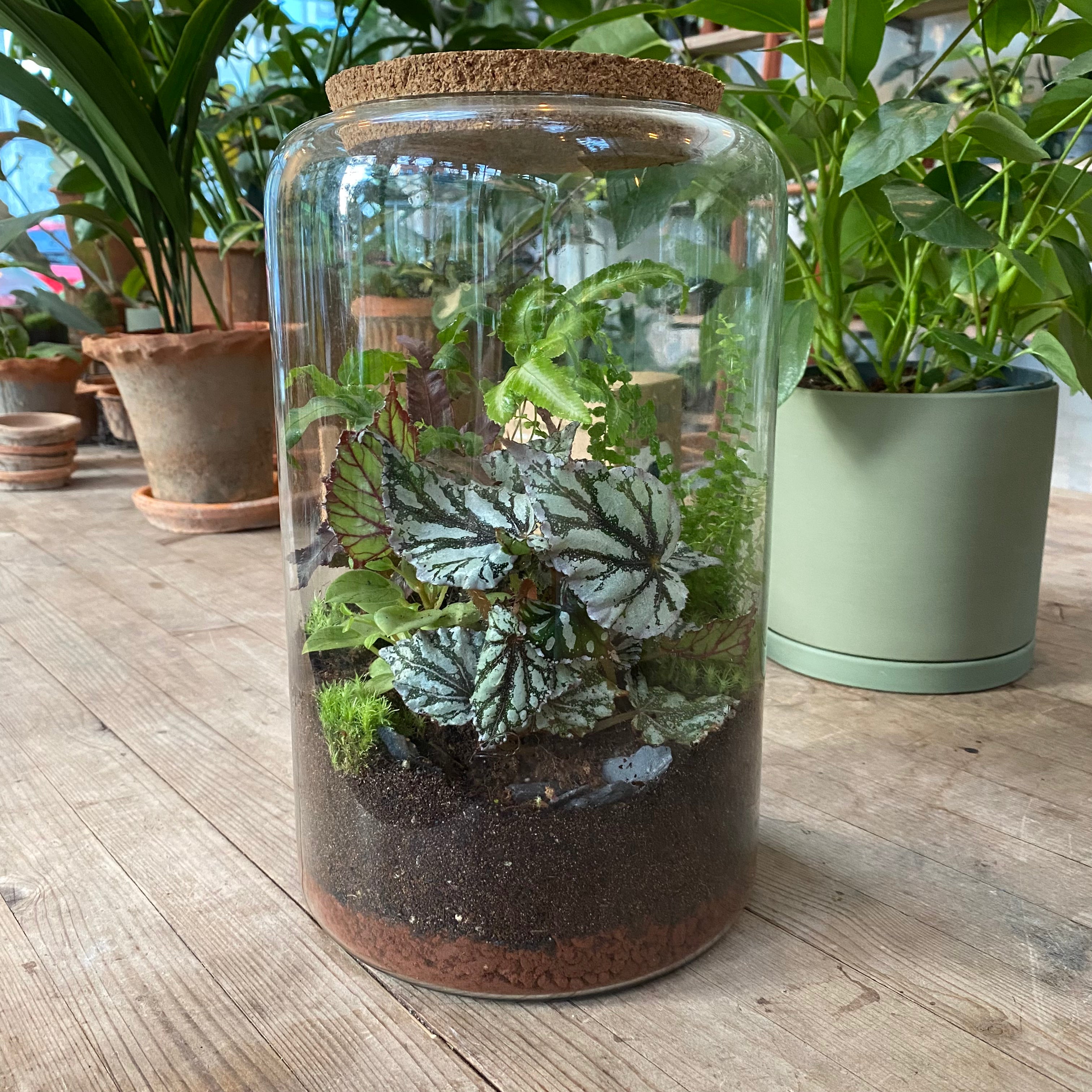closed terrarium plants uk Terrariums – The Watered Garden