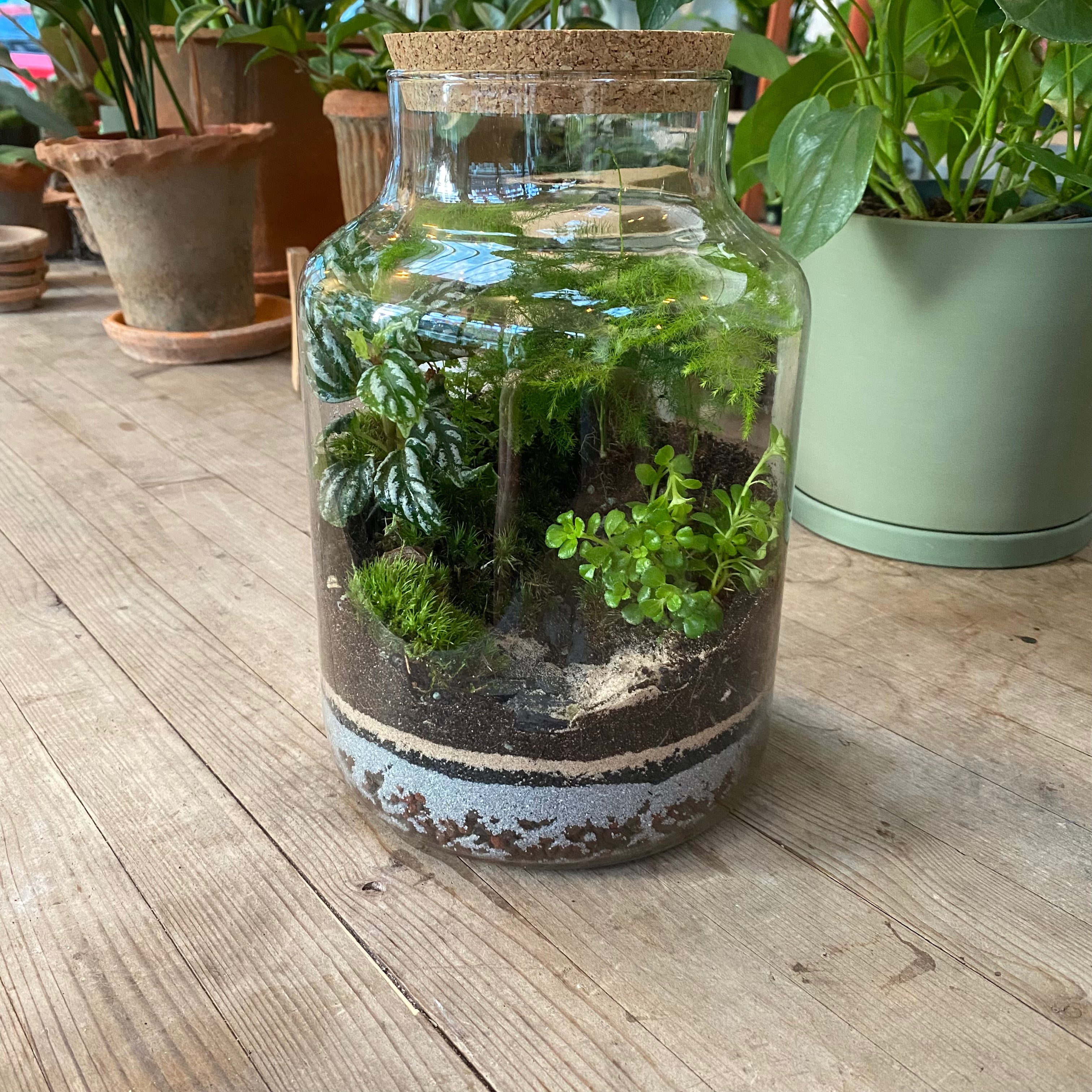 terrarium00009.heic