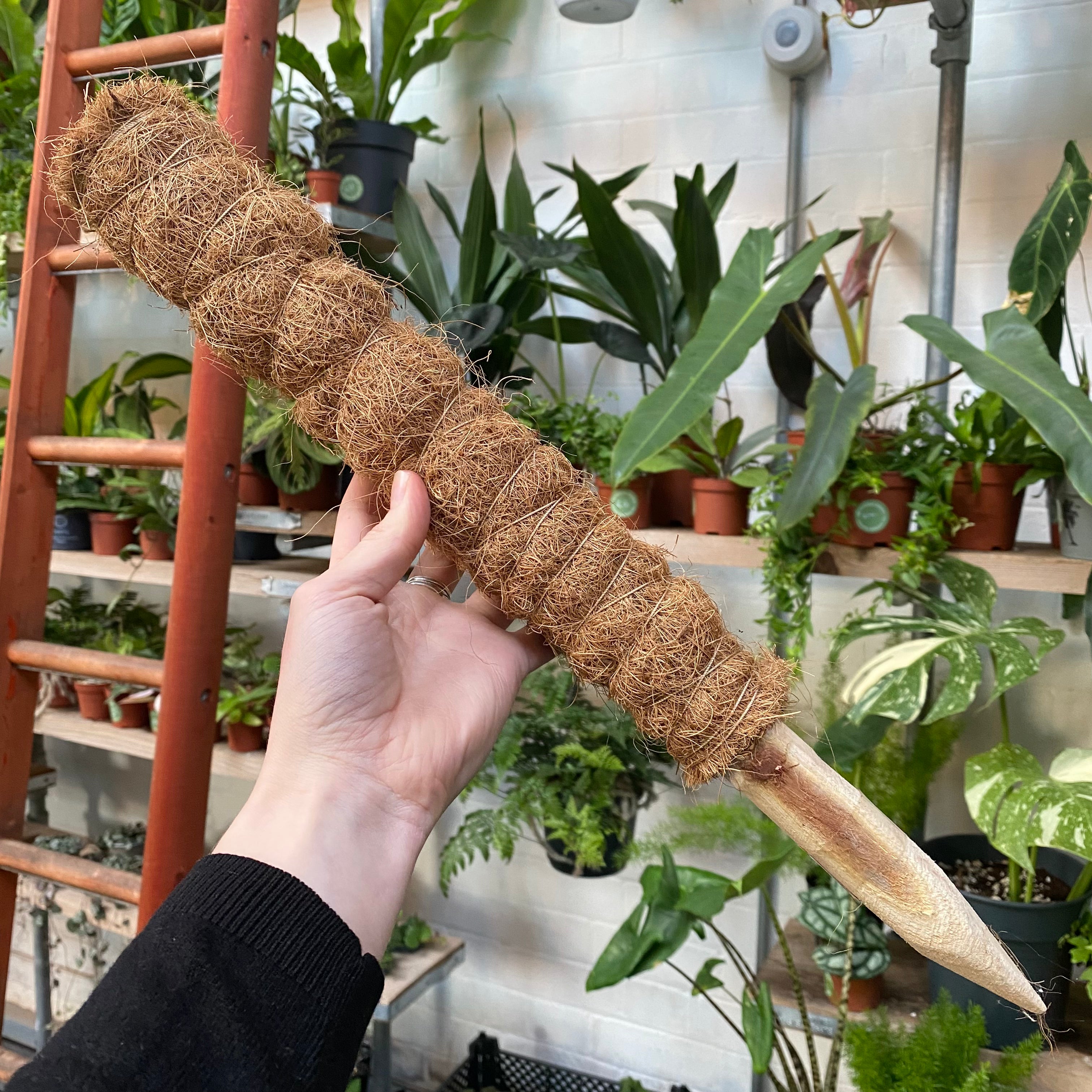 moss pole uk Stackable Moss Pole – The Watered Garden