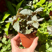 Pilea Cadierei 'Ellen Silver'