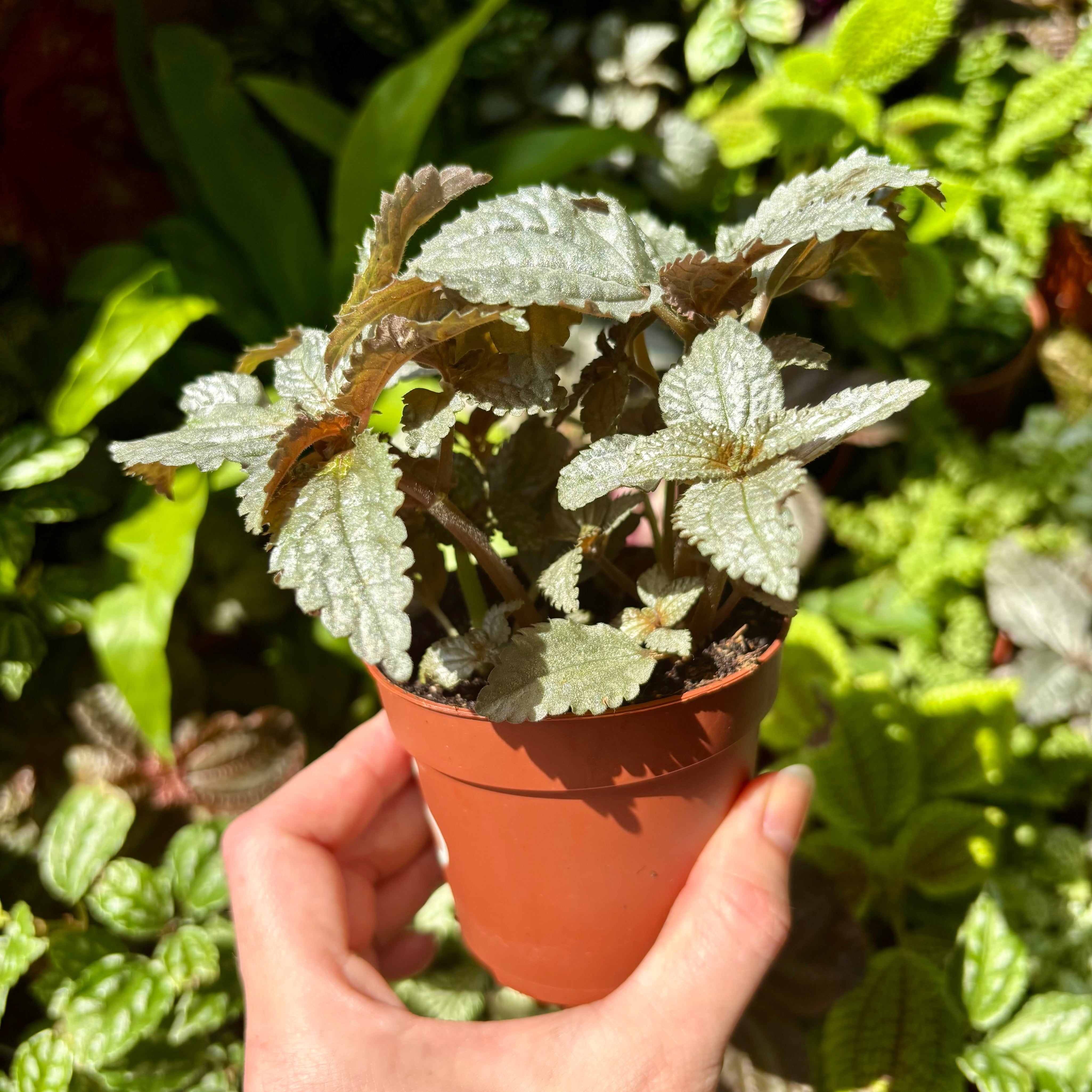 Pilea Cadierei 'Ellen Silver'