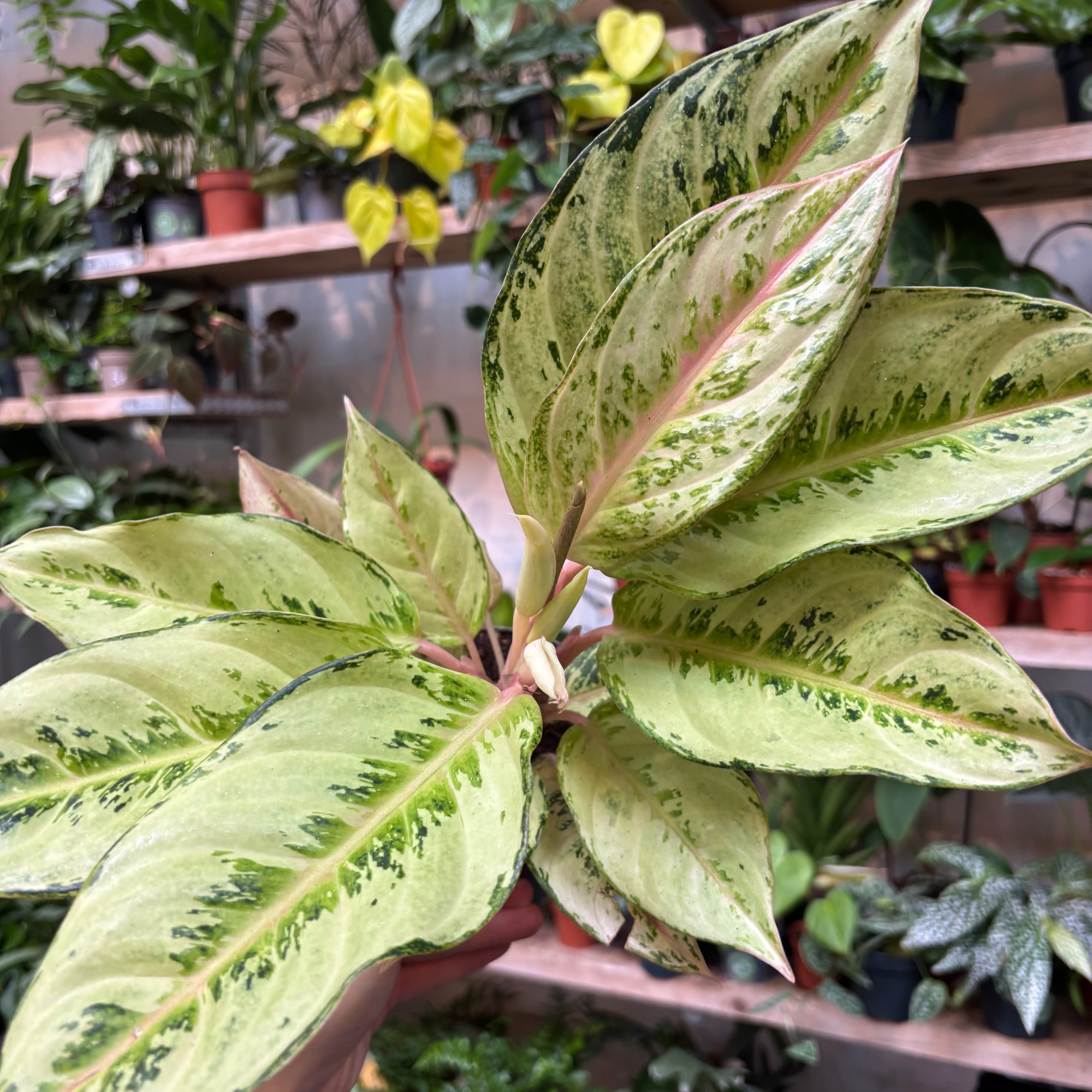 Aglaonema_Chartreuse_Pretty_001.heic