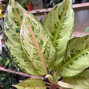 Aglaonema 'Chartreuse Pretty'