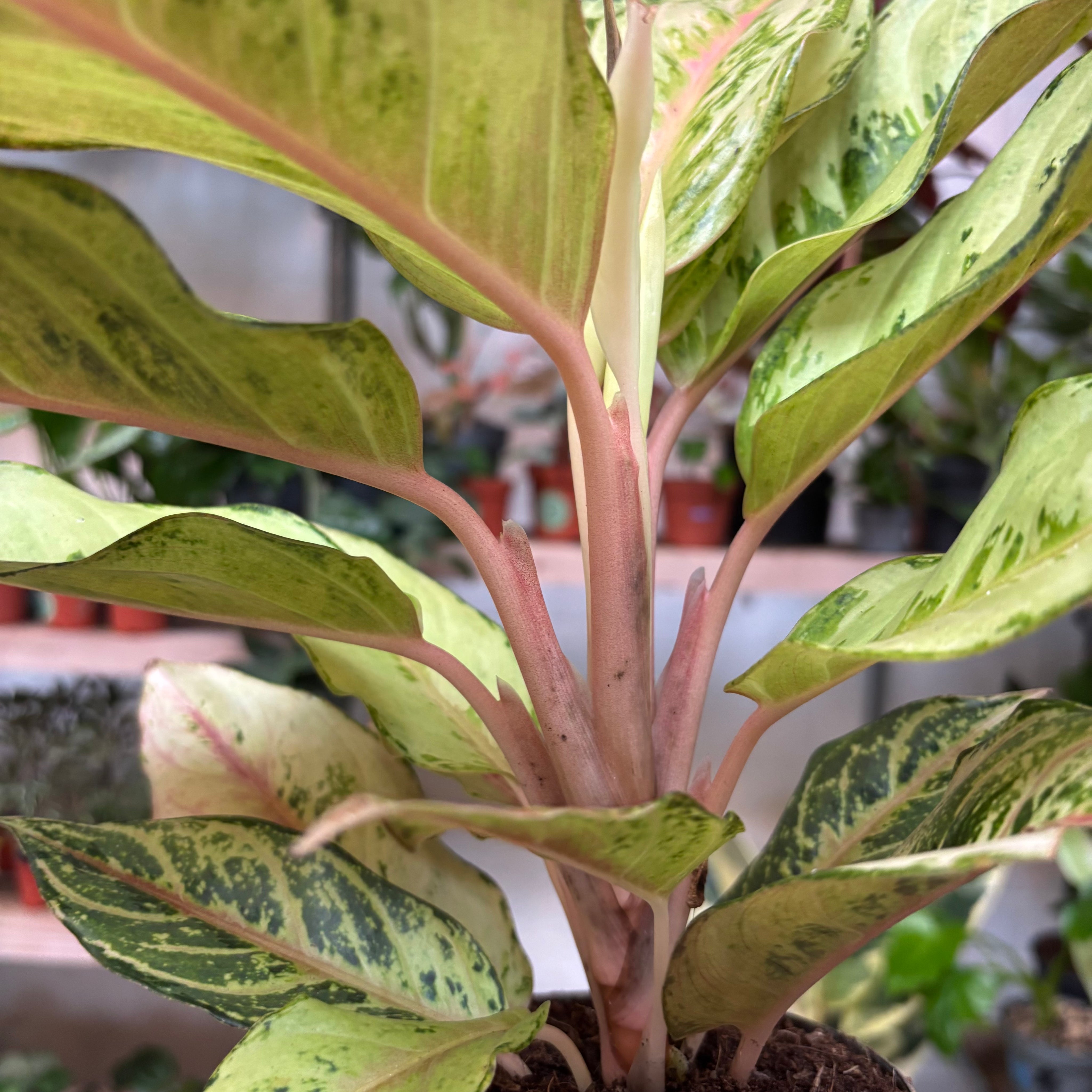 Aglaonema 'Chartreuse Pretty'