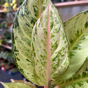 Aglaonema 'Chartreuse Pretty'
