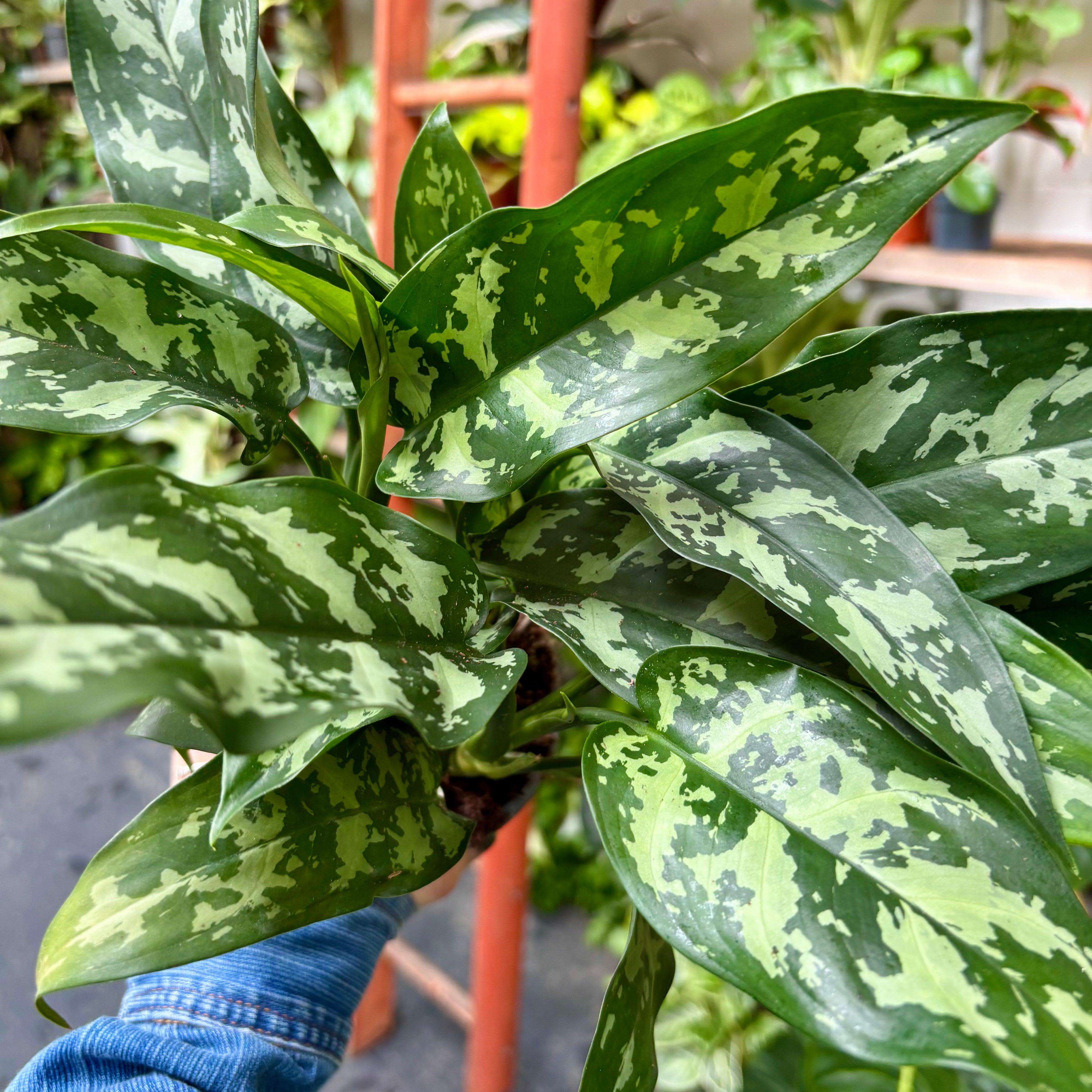 Aglaonema 'Maria' in 11-13cm pot at The Watered Garden