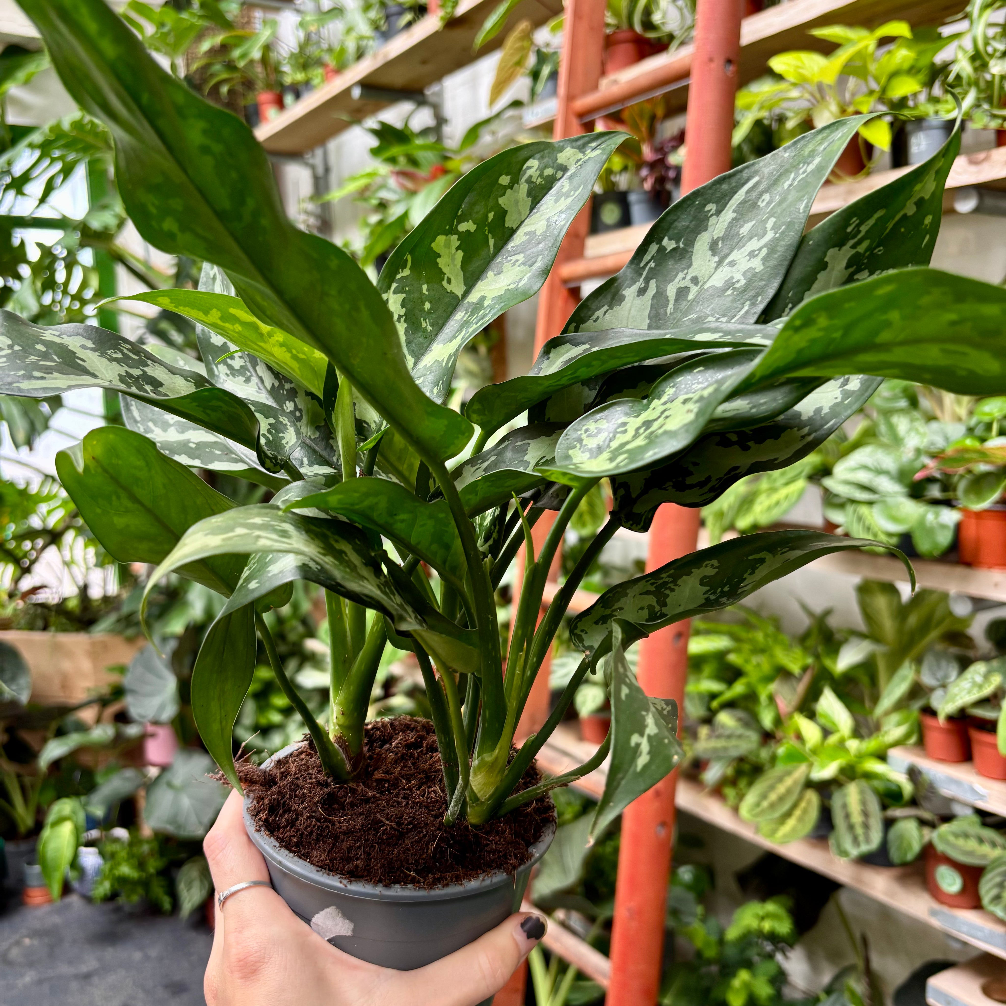Aglaonema 'Maria' in 11-13cm pot at The Watered Garden