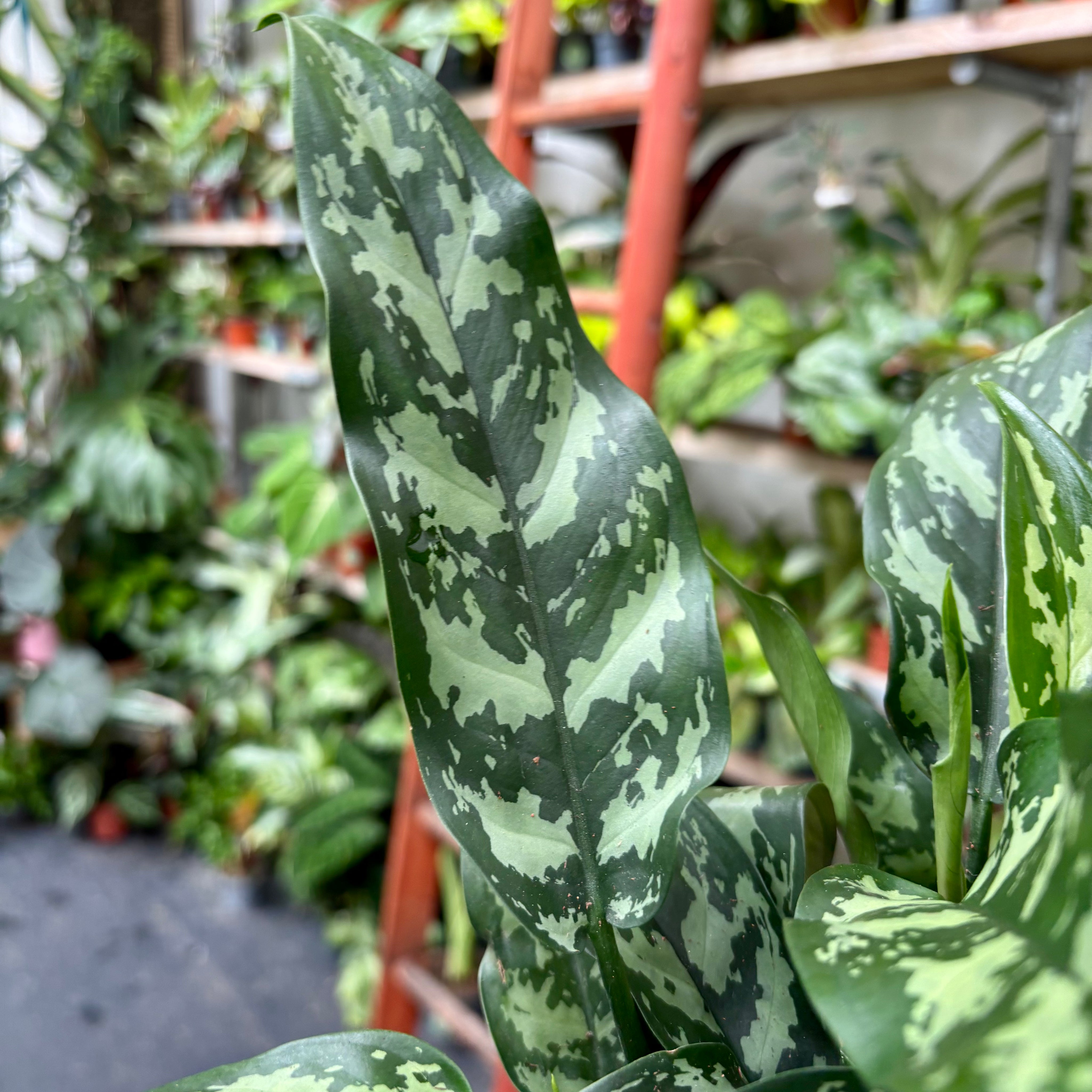 Aglaonema 'Maria' in 11-13cm pot at The Watered Garden