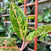 Aglaonema 'Prestige' in 9-11cm pot at The Watered Garden