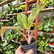 Aglaonema 'Prestige' in 9-11cm pot at The Watered Garden