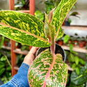 Aglaonema 'Prestige' in 9-11cm pot at The Watered Garden