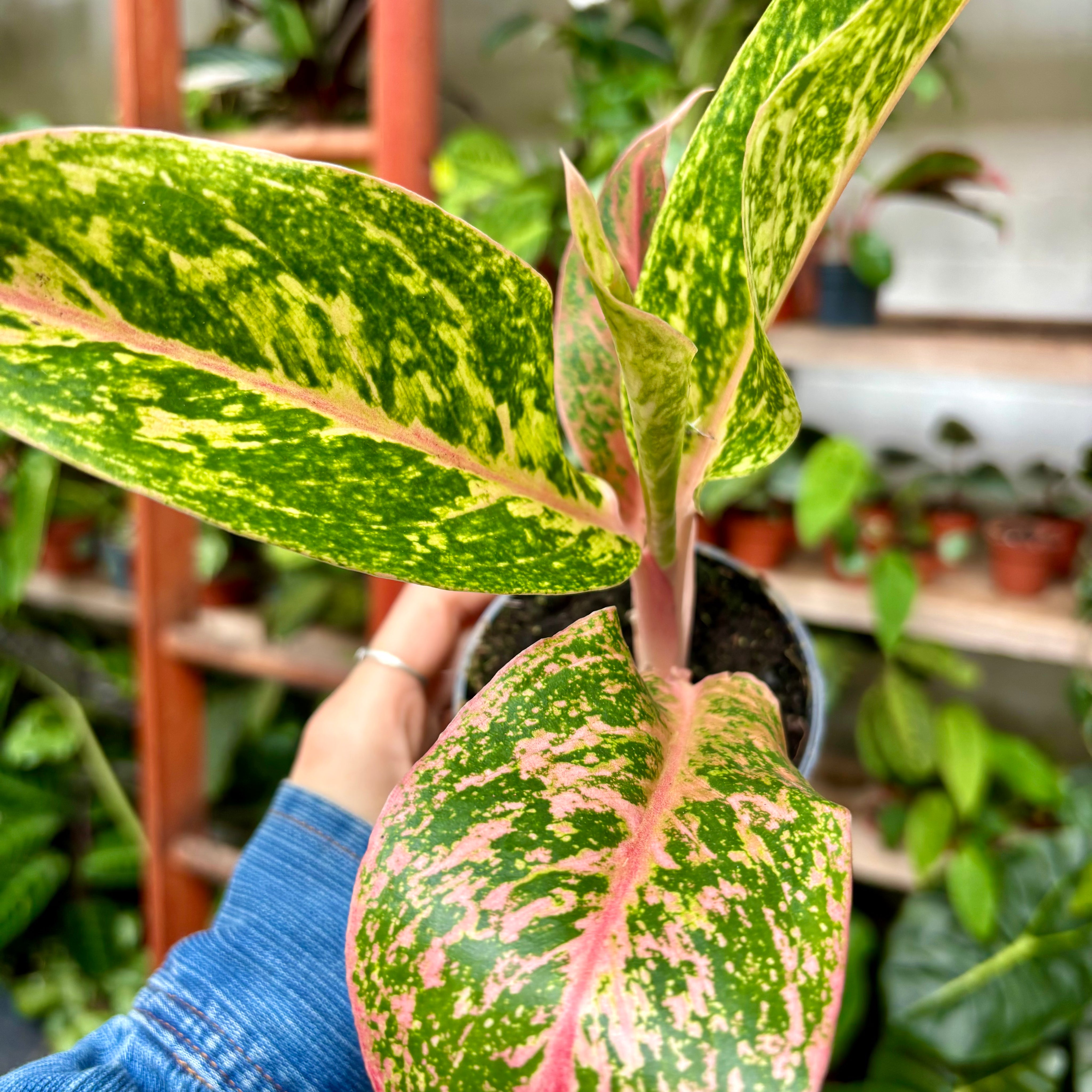 Aglaonema 'Prestige' in 9-11cm pot at The Watered Garden